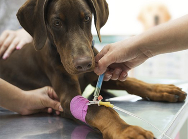 Mutuelle chien