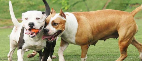 chiens de 2ème catégorie