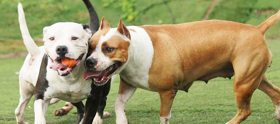 chiens de 2ème catégorie