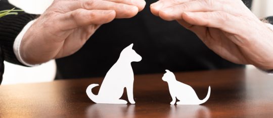assurance animaux