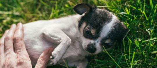mutuelle pour son chien