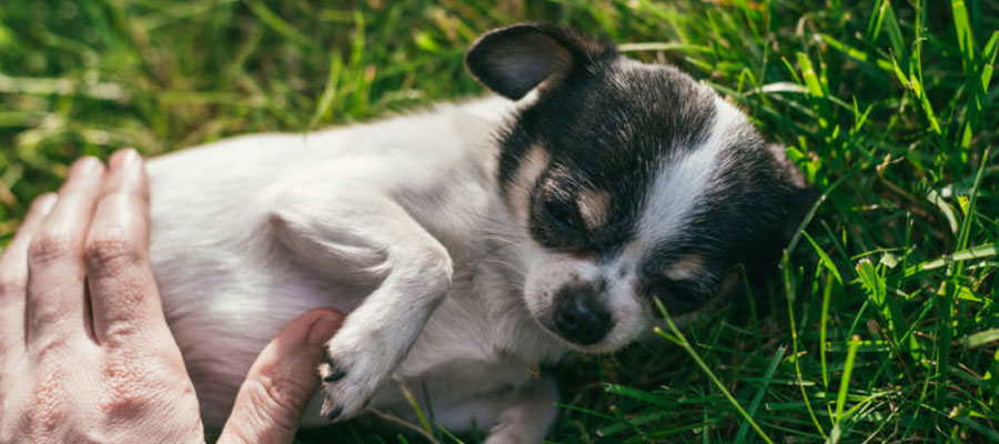 mutuelle pour son chien