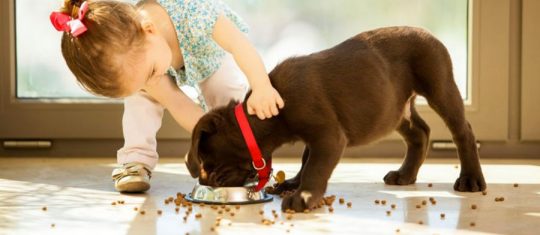 Nourritures pour animaux de compagnies